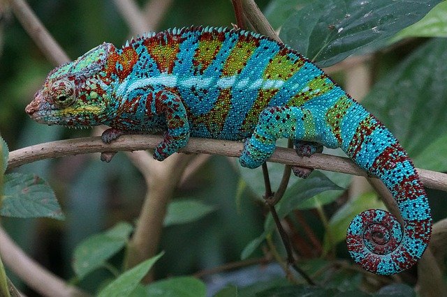 Embrace Your True Colours: The Path from Chameleon to Authenticity